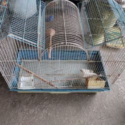 Bird Cage Each $10
