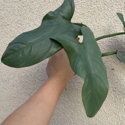 Beautiful Philodendron Hastatum’ Silver Sword’ Plant