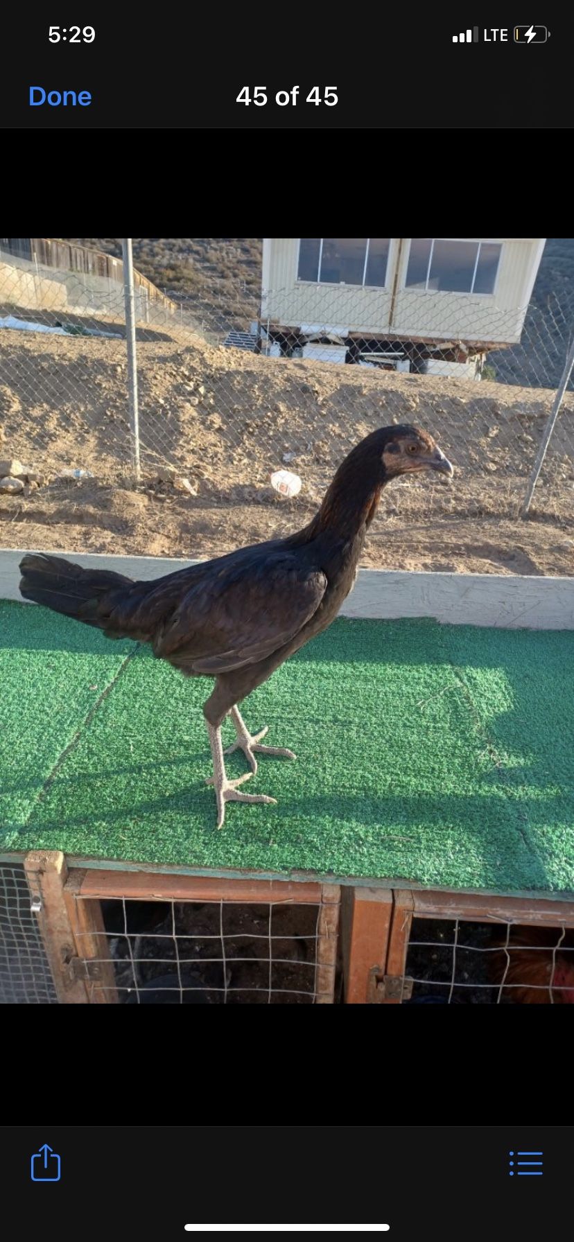Gallos for Sale in Homeland, CA OfferUp