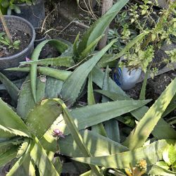 Aloe Vera 