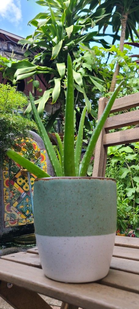 Aloe Plant In Decorative Planter (Sabila)
