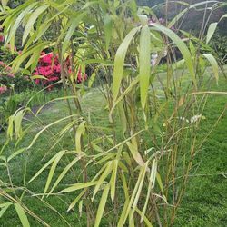Buddha Bamboo Plant- 