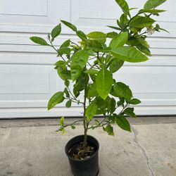 Pamelo Grapefruit Tropical Plant