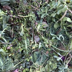 Free Succulents 