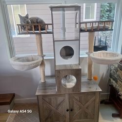 Free cat tree **in Seattle**