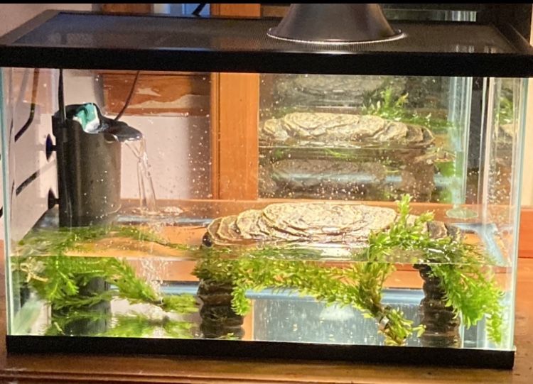 Aquarium, Heat Lamp, Etc.