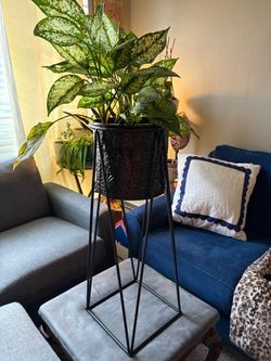 Plant stand, plant not included