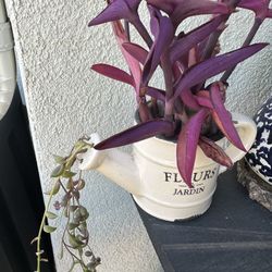 Flower Pot Mug With Purple Heart Plant