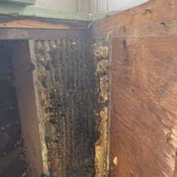 Bee Removal And Wasp 🐝 