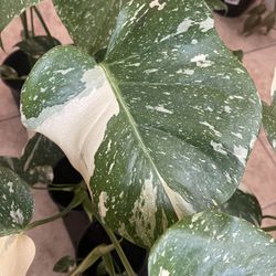 Thai Constellation Monstera Plant