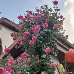 Rare European, Japan rose plants :       PARADE