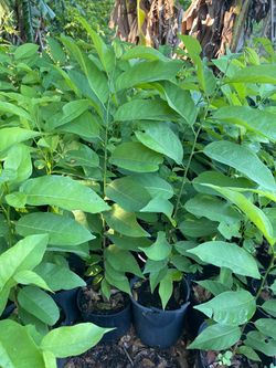 Sugar apple trees