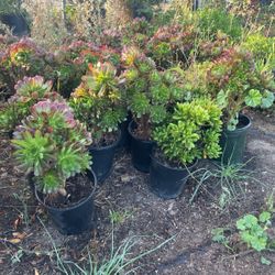 Aeonium Arboreum
