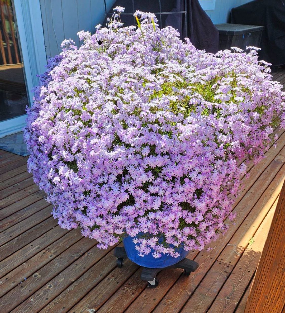 Gorgeous Phlox Starts ( Rare Variety! )