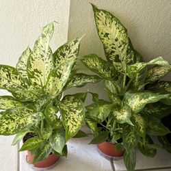 ♥️GORGEOUS♥️Dieffenbachia Dumb Cane  evergreen Plant🙏PLS READ DESCRIPTION
