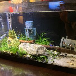 10  Gal Fish Tank Set Up 