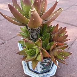 Homegrown Beautiful Tiger Teeth Succulents In Ceramic Pot