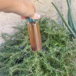 100% Pure Rosemary Water from my garden