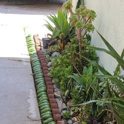 Avocados 4=$5 🔸️Plants 🔸️dragon Fruit &  Dragon Fruit Clippings, Black Bamboo Clipping 