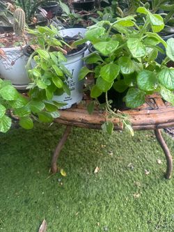 plantas de oregano oregon
