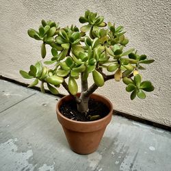 Jade Plant - Succulent (money Tree)