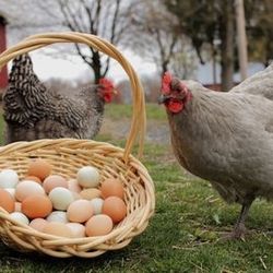Fresh Organic Eggs