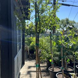 Pomegranate Fruit Tree 