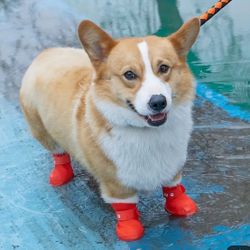 Waterproof/Scratch Proof Pet Shoes