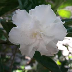 Clavel De La India 1gallon  Plants