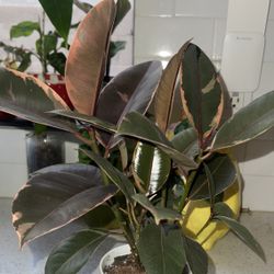 rubber fig (Ficus elastica), also known as the rubber tree