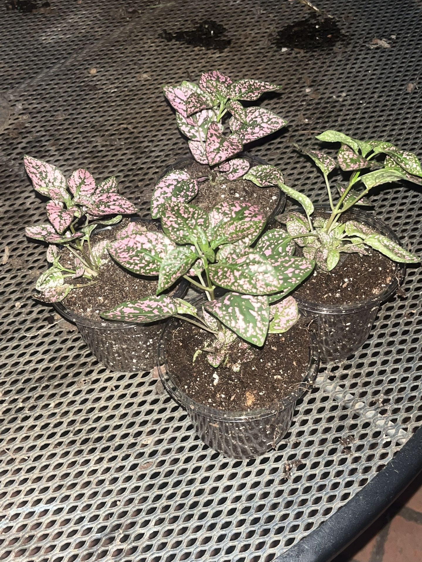 Polka Dot Plants In Clear Pots