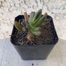 2 Inch Pot Succulent Plant - Crassula Ovata  Druce - Gollum Jade - Rooted& Established - Drought Resistant 🪴 Perfect Baby & Wedding Shower Favors