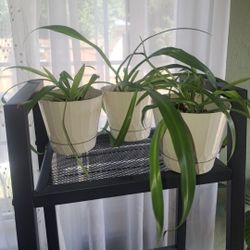 Trio of Spider Plants in Matching 5" Pots
