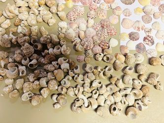 Mixed sea shells collection from Florida