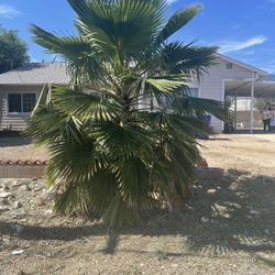 Palm Tree