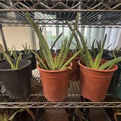 Aloe Vera Plants