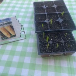 Grow Some Corn for Fall—Seedlings Are ready!