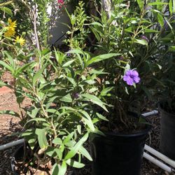 Mexican Petunia Flowers