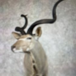 Kudu