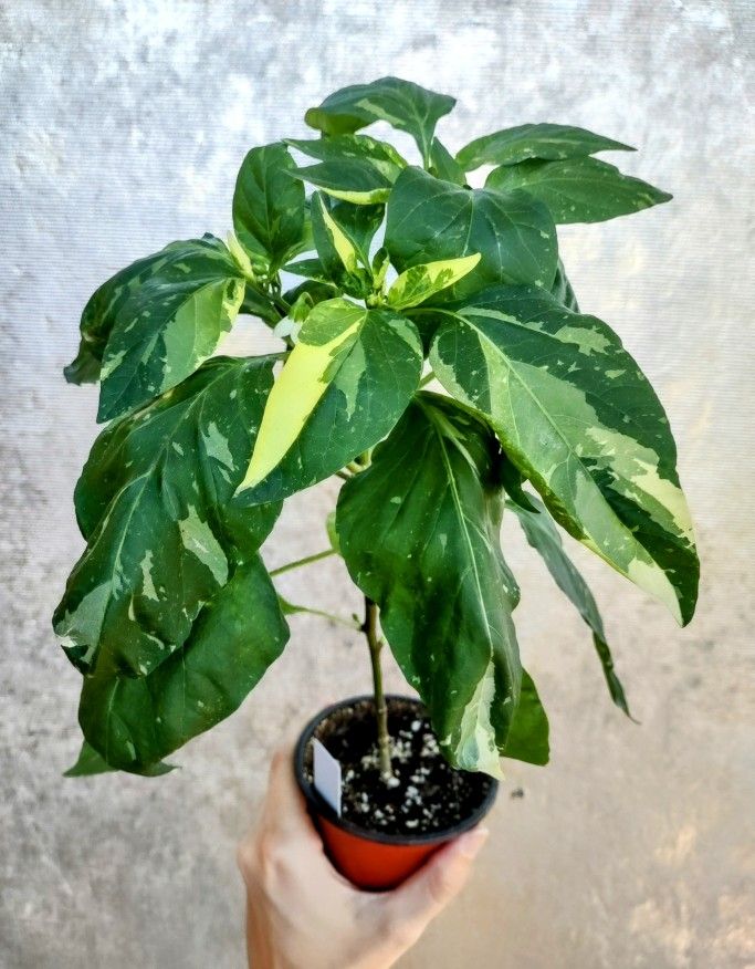 Veggies, Herbs, Flowers!