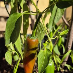 Serrano chili plants 8-12 inches full Rooted Live