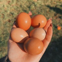Farm Fresh Eggs ✨DAILY✨