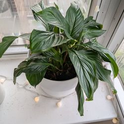 Peace lilly plant with pot