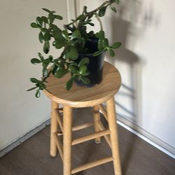 Plant with wooden stands both $20