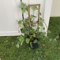 Black Pepper Plant With Black Pepper (5 Ft Tall)
