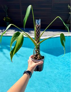 Monstera Burle Marx Flame