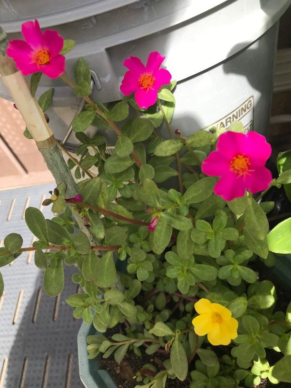 Plantita De Flor Rosa
