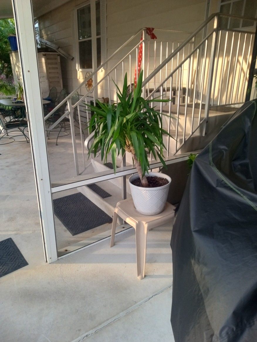 Great Single Bush Type Plant