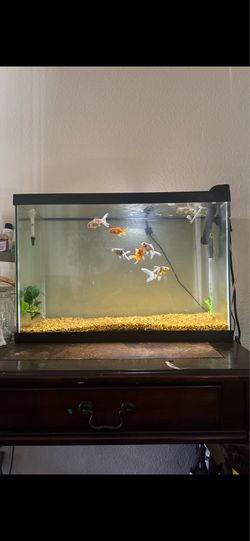 20 gallon fish tank