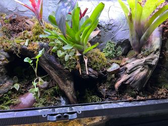 25 gallon bioactive paludarium